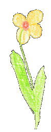 Kvet